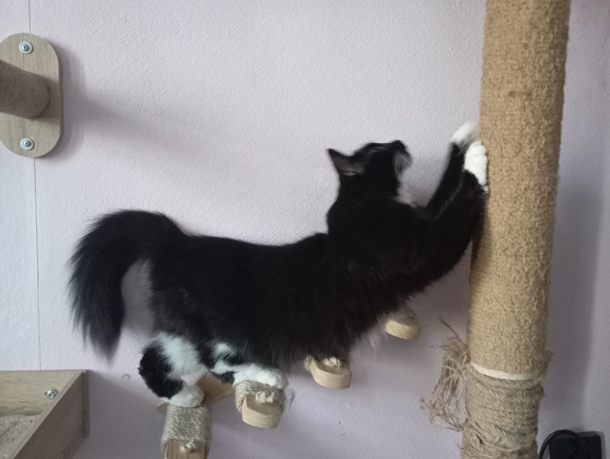 Котоман и кофеман в депрессии tweet media