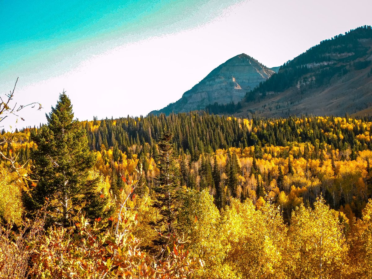 Aspen goes birding⛸️ tweet media