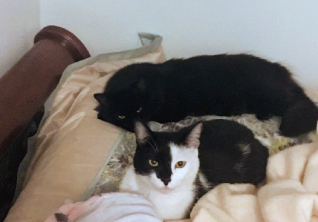 NikiMaeCarson's tweet photo. Mommies Lil Babies Jiggy &amp; Bobby Boo 
Rest In Paradise Bobby 2015 https://t.co/L1Zxe7n1F0