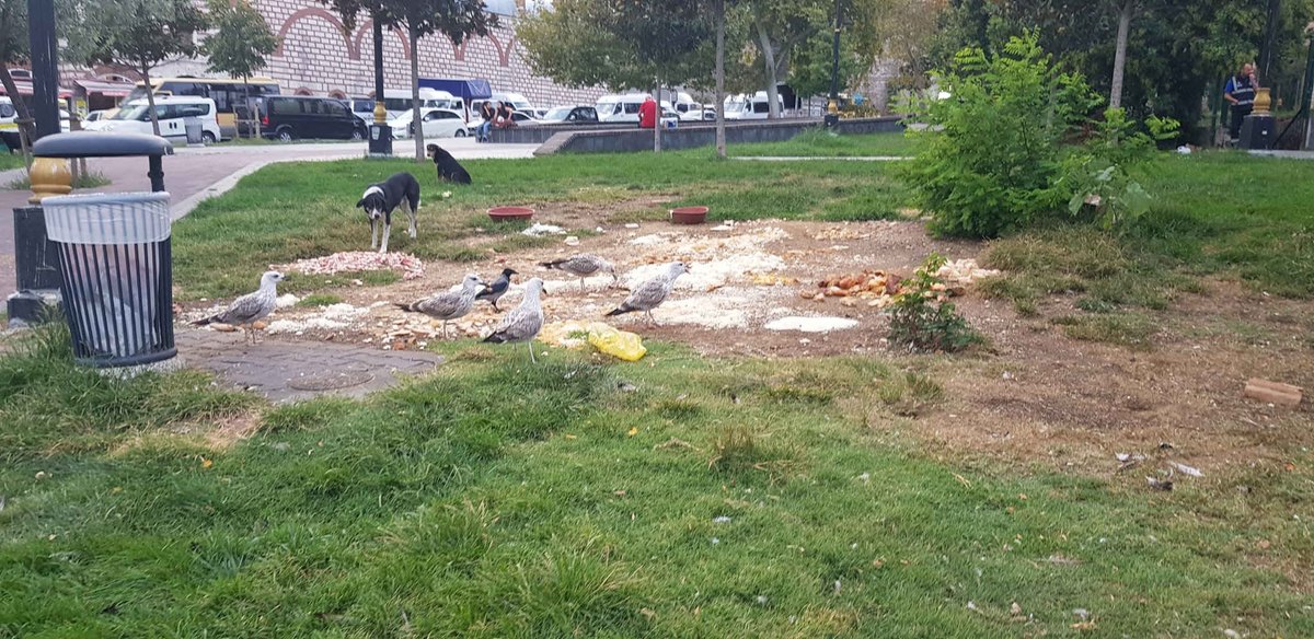 R. Selim Özer tweet media