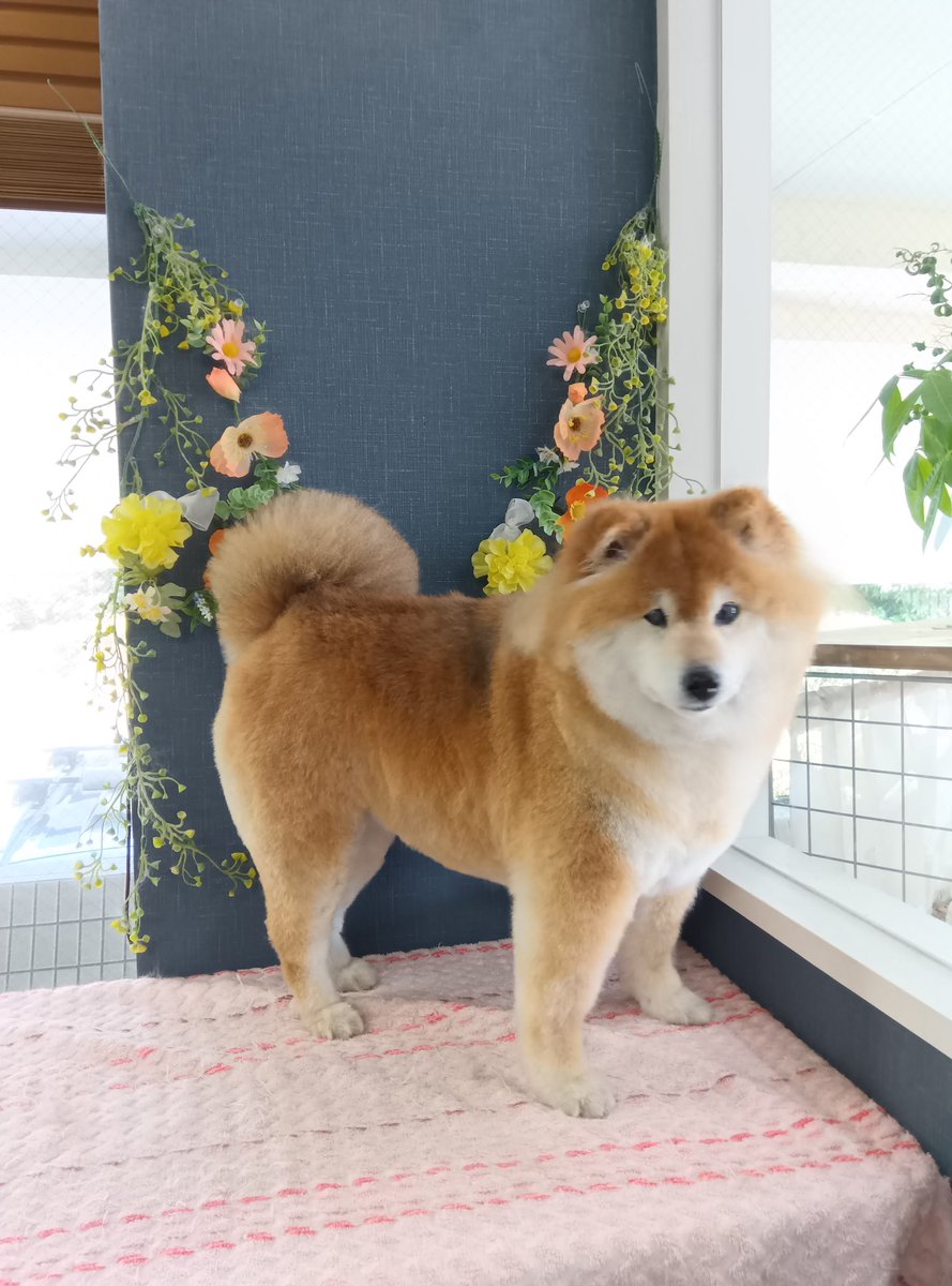 柴犬のちよ (@M9B7gThSF11HI46) / Posts / X