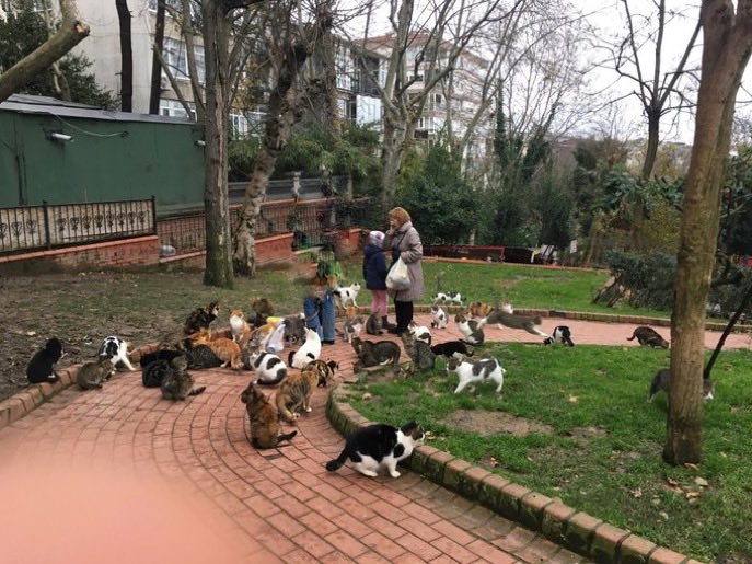 R. Selim Özer tweet media