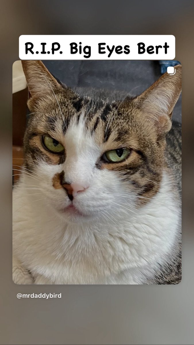 Paul ‘DaddyBird’ Castle tweet media