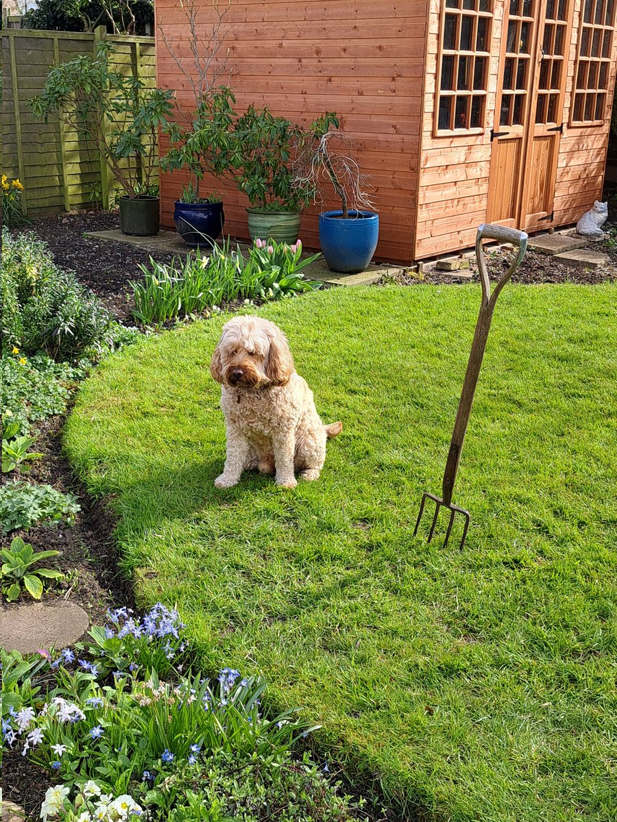 Dylan The Cockapoo tweet media