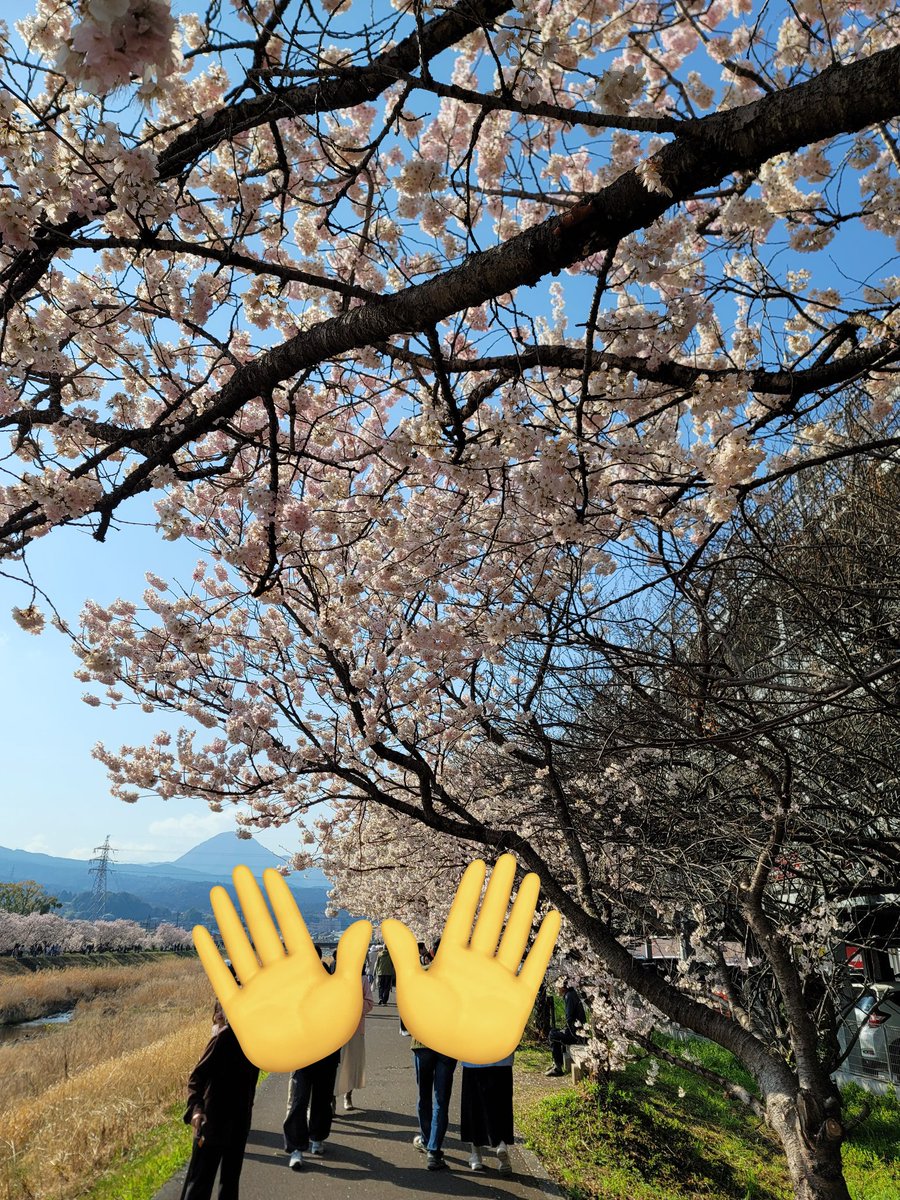 mommiji1's tweet photo. お花見してきましたワ🌸めっちゃ天気え～ https://t.co/5q6B1Squjh