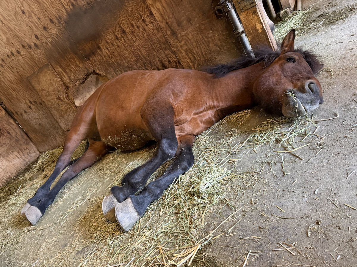 ガッチ tweet media