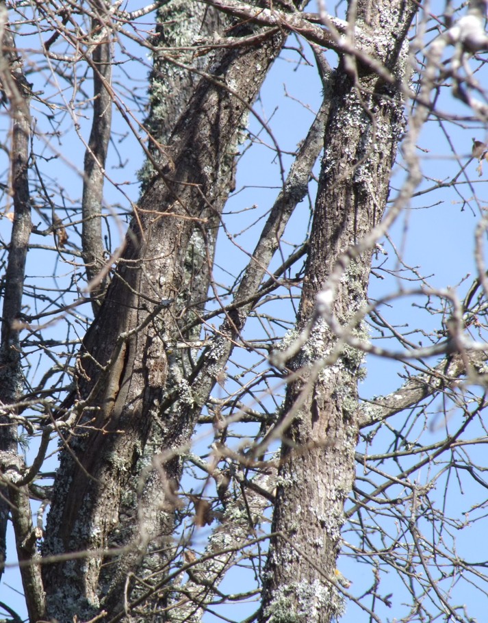 Pegas y pardales tweet media