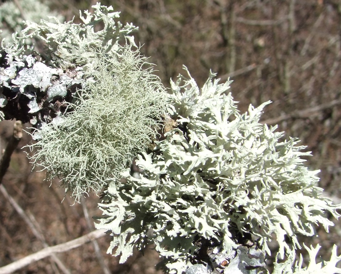 Pegas y pardales tweet media