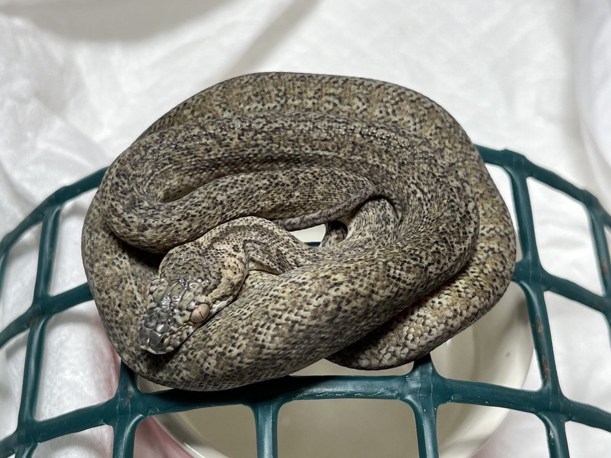 Mikage Pythons tweet media