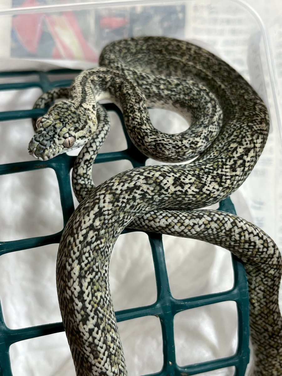 Mikage Pythons tweet media