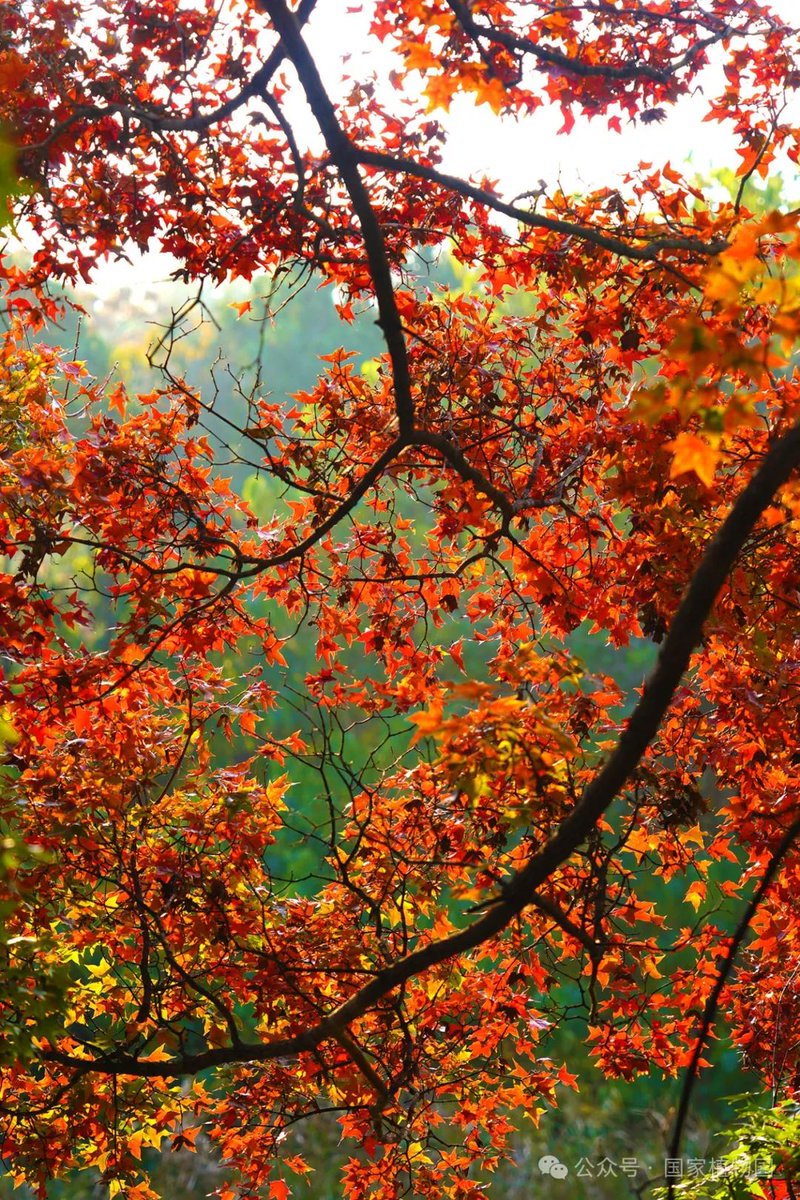 manuel lopez tweet media