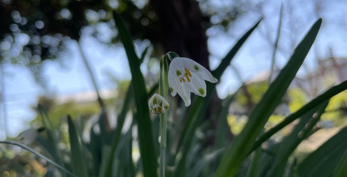 Roy Nakbayaski tweet media