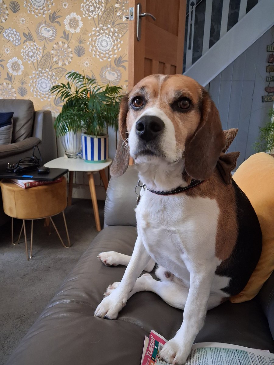 MrPercy Beagle tweet media