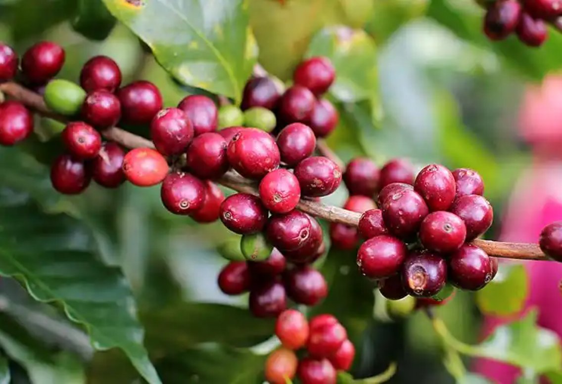 frank larez tweet media