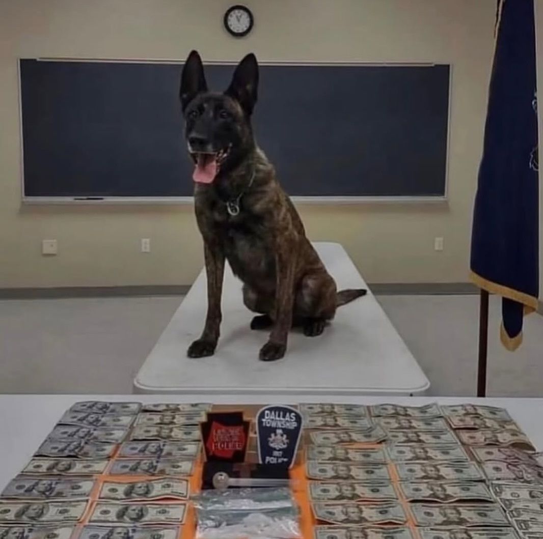 culturejpg's tweet photo. K9s photographed after successful drug busts https://t.co/xiLFtQv9R7