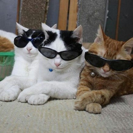 jack wolfe as cats tweet media