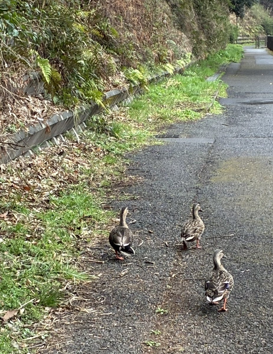kuboi_spring's tweet photo. 電気のチケット当たった💃るんるん🎶
目の前の🦆かもが飛んでった https://t.co/REQPvAGaOr