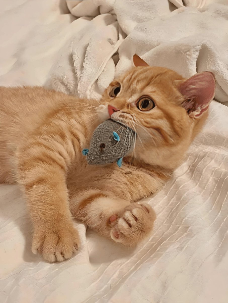 Alain AGBEKPONOU tweet media