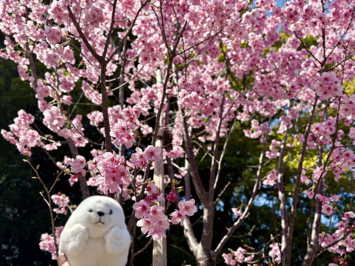 置き物 tweet media