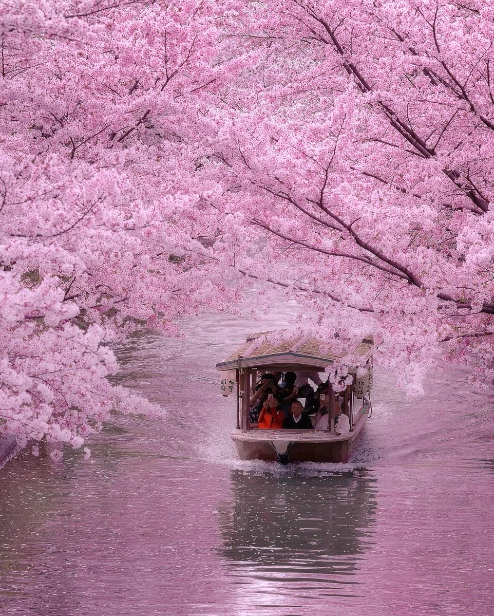 美しい日本の桜🌸