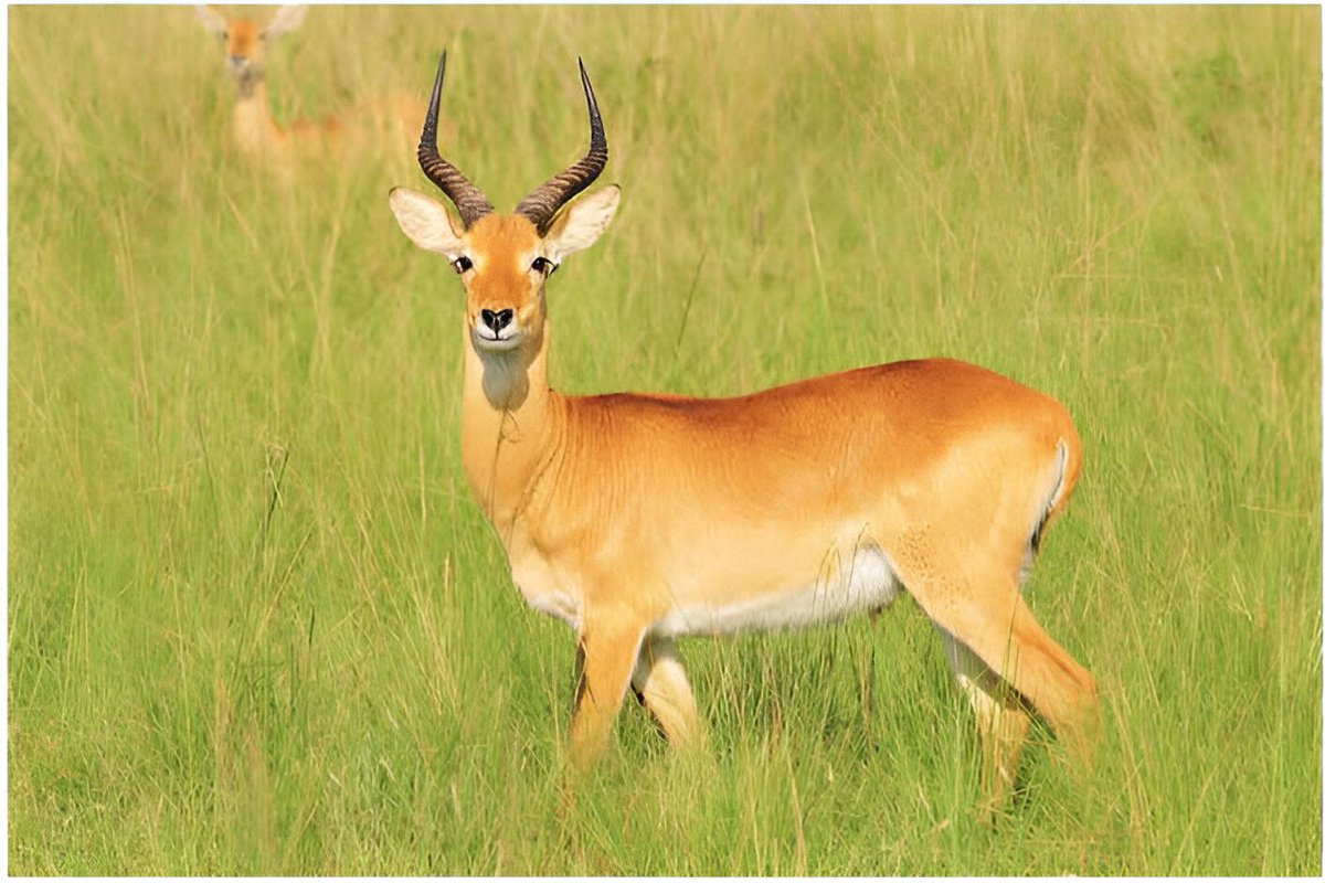 Murchison Falls National Park tweet media