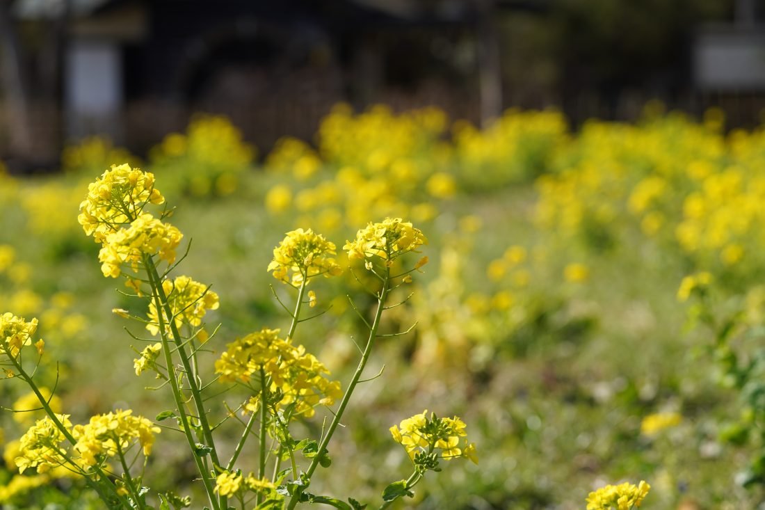 カメラ専門店 マップカメラ【公式】 tweet media