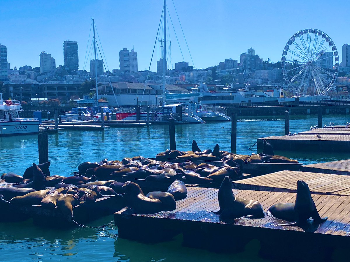 どくとるもなど tweet media