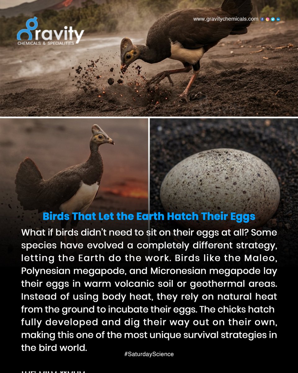 GravityChems's tweet photo. Species like the Maleo and Megapodes bury their eggs in volcanic soil or geothermal areas, using natural heat for incubation. The chicks hatch fully developed and dig their way out, ready to survive on their own from day one.
.
https://t.co/1rCSriS6D8

 #saturdayscience #facts https://t.co/CweWNvuEdS