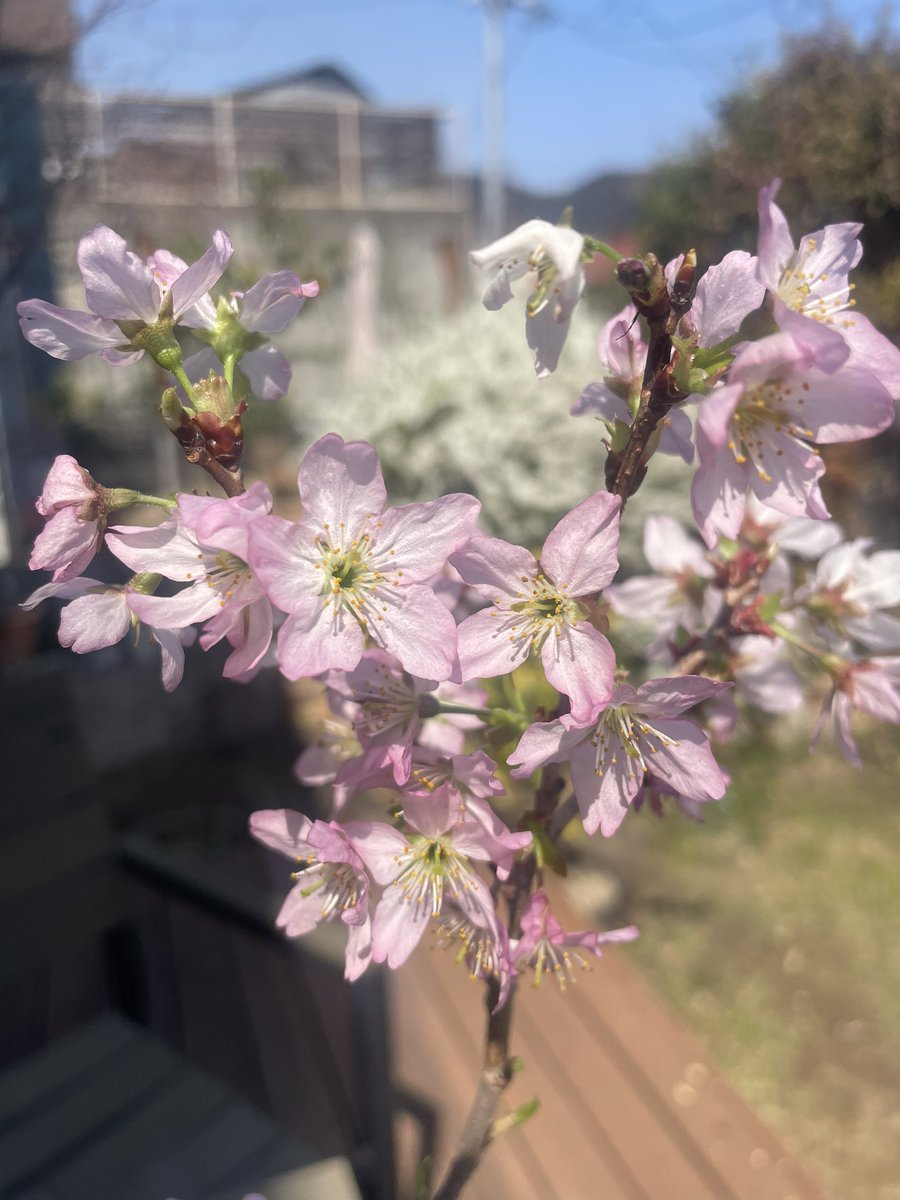 nagainet's tweet photo. ウチの桜、今年も綺麗に咲いてくれました🌸嫁が花屋さんで切り花として買って来たものを挿し木して、鉢に植えかえて、昨年も今年も綺麗に咲いてくれています👍Geminiに写真見せて聞いたら啓翁桜の可能性が高いとのことでした〜😄
＃啓翁桜
＃桜挿し木簡単 https://t.co/NNBnXiC3FW