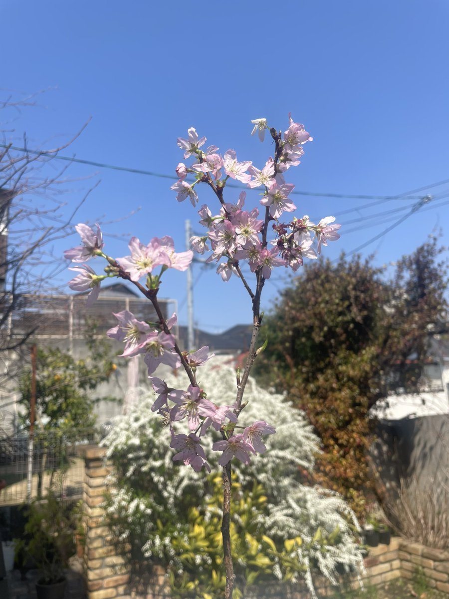 nagainet's tweet photo. ウチの桜、今年も綺麗に咲いてくれました🌸嫁が花屋さんで切り花として買って来たものを挿し木して、鉢に植えかえて、昨年も今年も綺麗に咲いてくれています👍Geminiに写真見せて聞いたら啓翁桜の可能性が高いとのことでした〜😄
＃啓翁桜
＃桜挿し木簡単 https://t.co/NNBnXiC3FW