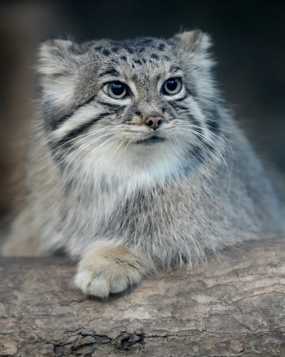 amie あみ tweet media