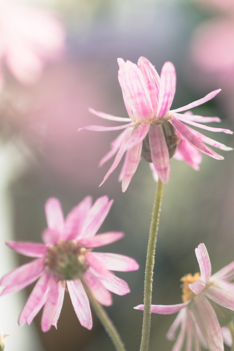 あかいねこ tweet media