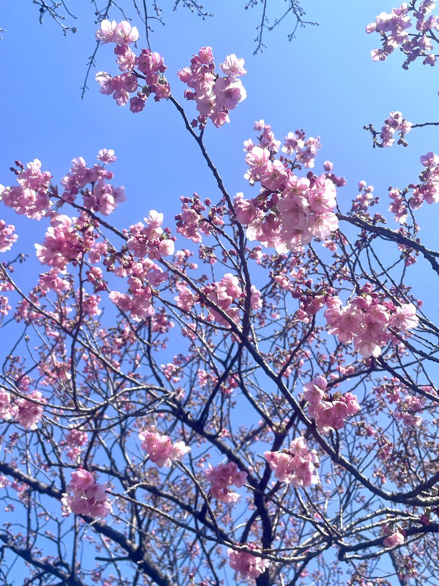 かーわいーね🌸