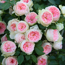 Bill Parson tweet media