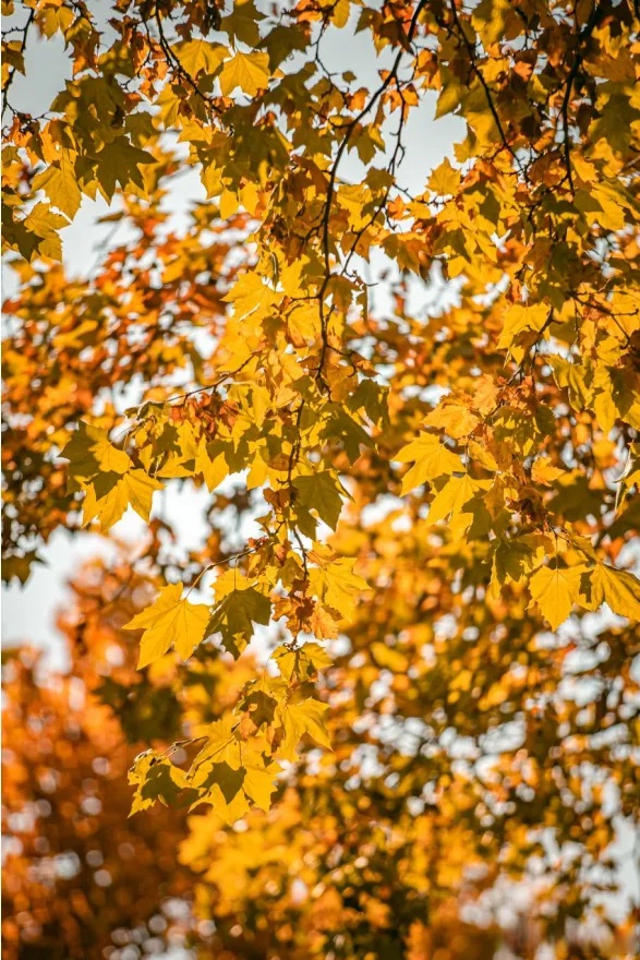 Suhas Joshi tweet media