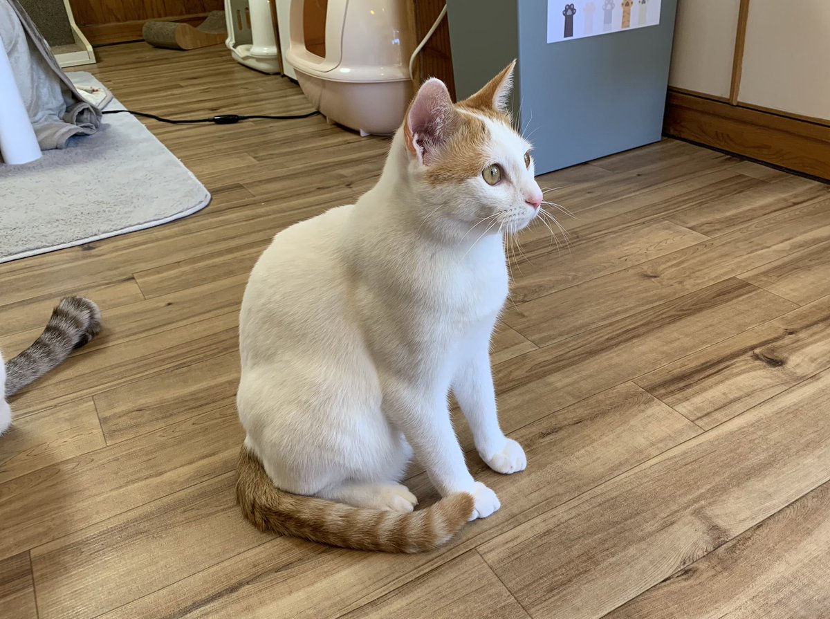 保護猫カフェうたたね tweet media
