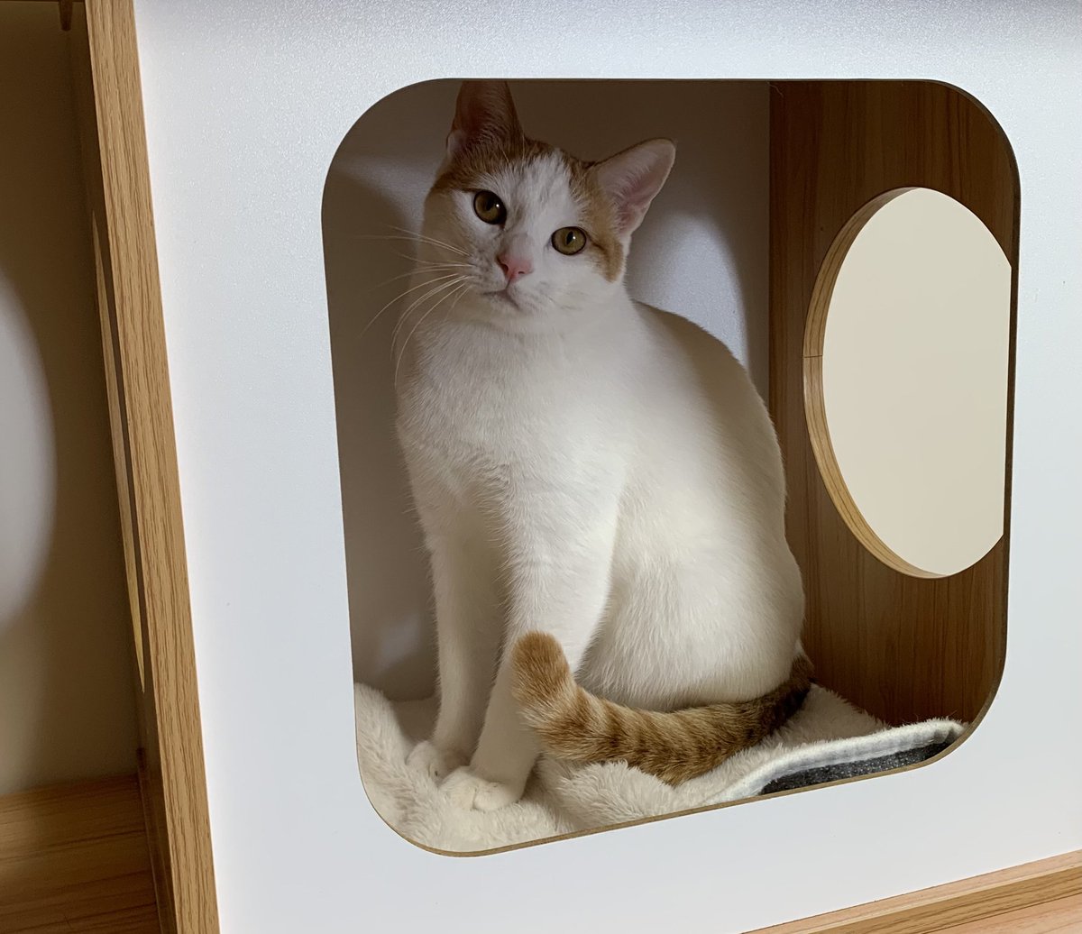 保護猫カフェうたたね tweet media