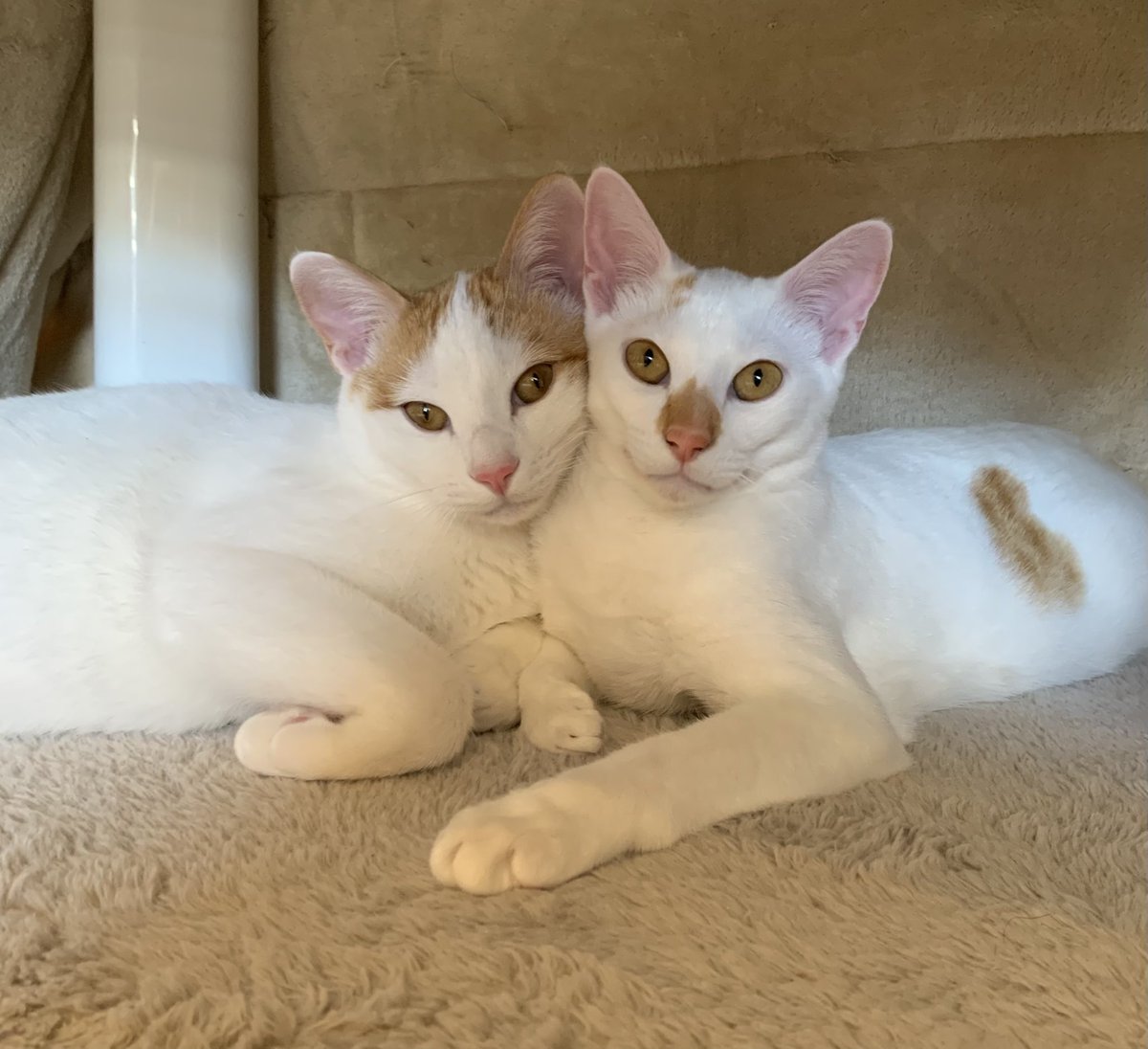 保護猫カフェうたたね tweet media