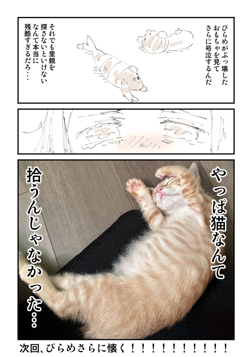 何度も猫を拾って傷ついた話 9/13 