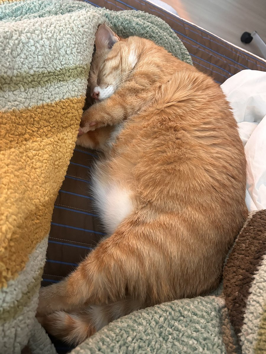 납작이에요🍙 tweet media