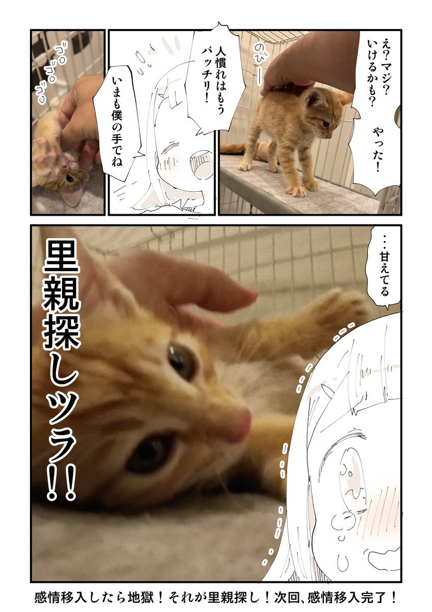 何度も猫を拾って傷ついた話 7/13 