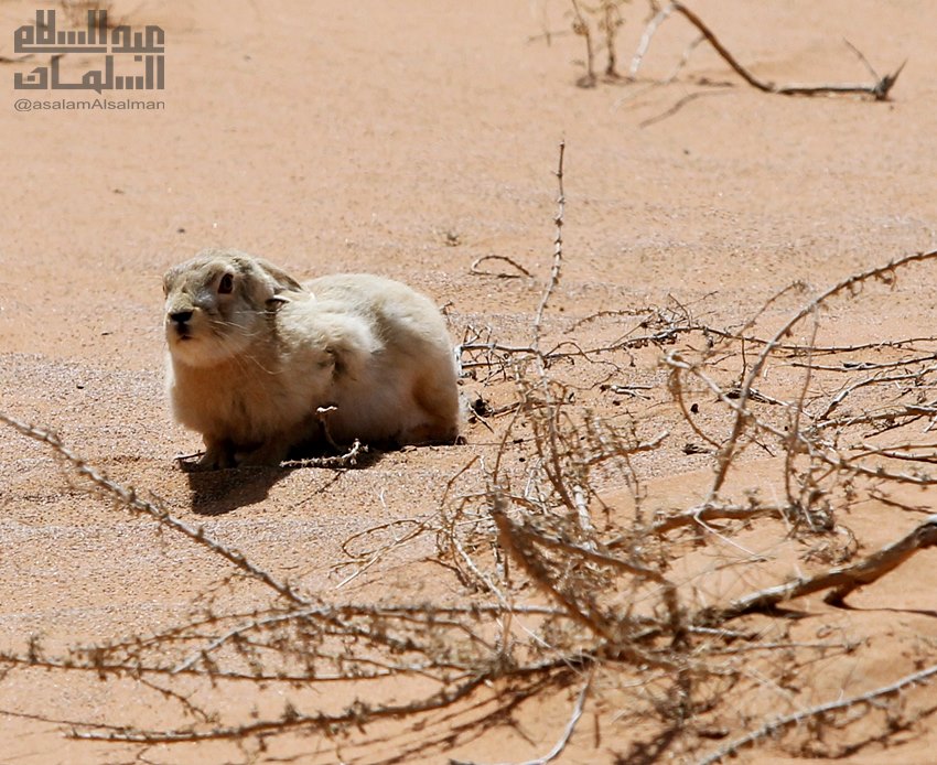 عبدالسلام السلمان tweet media