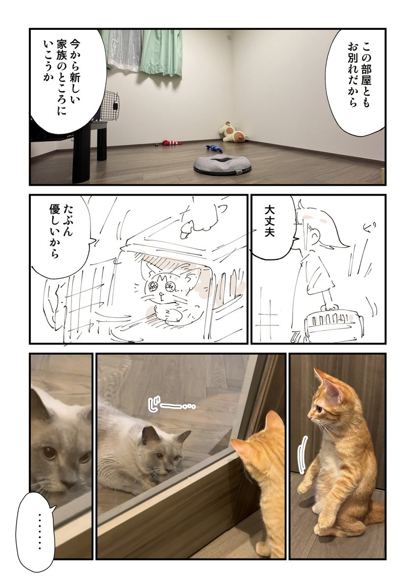 何度も猫を拾って傷ついた話 12/13 