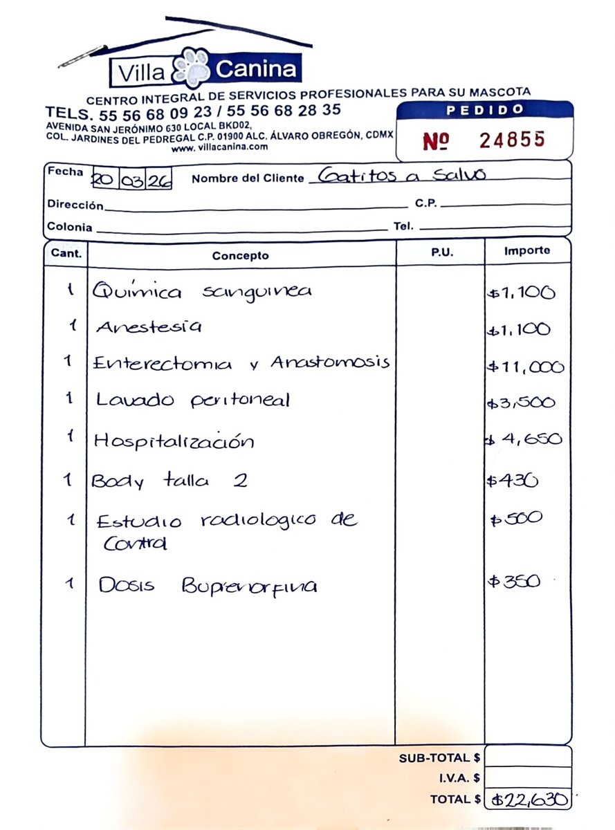 gatitosasalvo's tweet photo. 🚨 ACTUALIZACIÓN DE DONATIVOS 🚨
Amigos, para que quede claro:
Aunque en la cuenta están sumados Junior + Odín, lo de Junior fue lo primero que quedó cubierto con sus depósitos. ✅
Así que el faltante actual ya corresponde solamente a Odín.
🐾 Junior: $23,544 cubiertos
🐾 Odín: $25,745 total
💰 Recaudado total hasta ahora: $38,567.76
(incluyendo depósitos indirectos ya integrados)
🔴 Faltan: $10,721.24 y ese monto ya es únicamente para Odín.
De corazón: ayúdennos a cerrar esta última parte.
$50, $100 o $200 sí hacen diferencia.
Gatitos a Salvo, A.C.
Santander
CLABE: 014180655109495123
Cuenta: 65-51094951-2
Tarjeta: 5579 0890 0651 4981
Si no puedes donar, RT y comparte. Eso también ayuda muchísimo.
