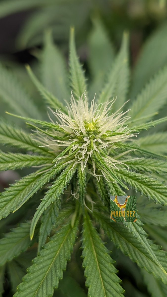 Madd Rez tweet media