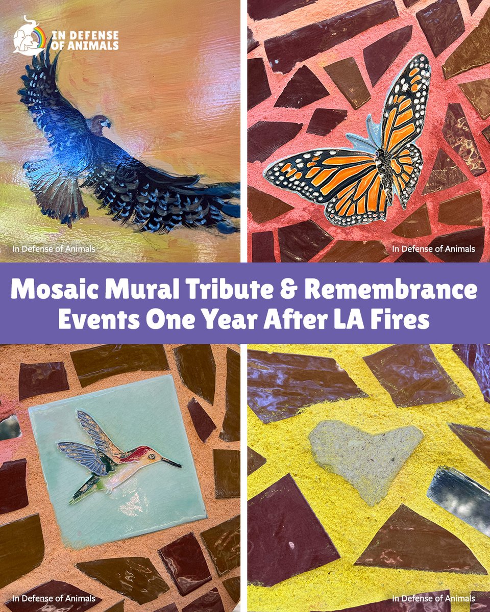 IDAUSA's tweet image. One year after the #LAFires, remembrance events &amp;amp; a new memorial mural in #Topanga honor human &amp;amp; other animal lives &amp;amp; homes lost. #GreatWallOfTopanga 
Read more: bit.ly/3NP66VW
Pls RT &amp;amp; support bit.ly/4bJ1LM5