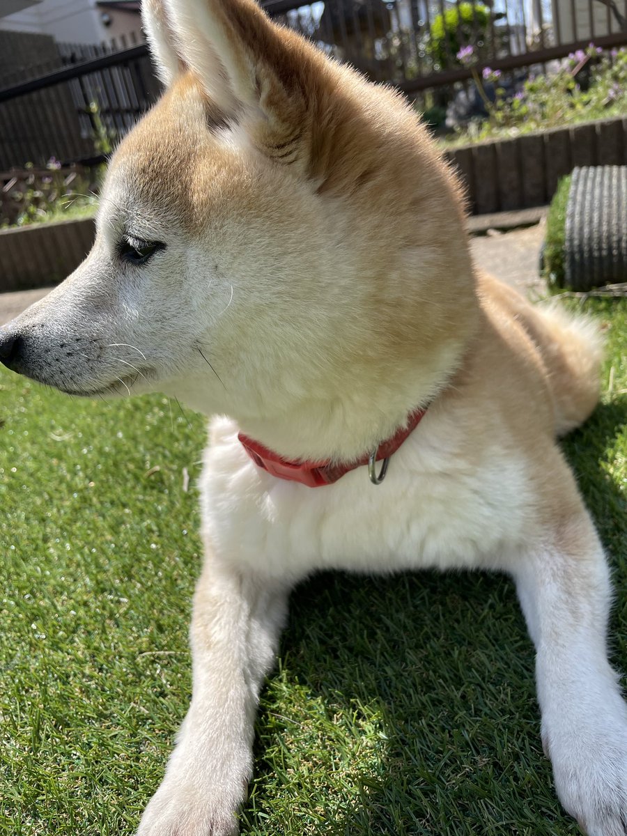 まるえ (marue) tweet media