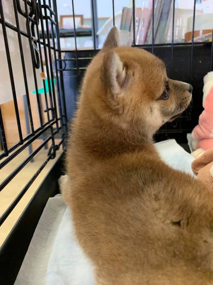 まるえ (marue) tweet media