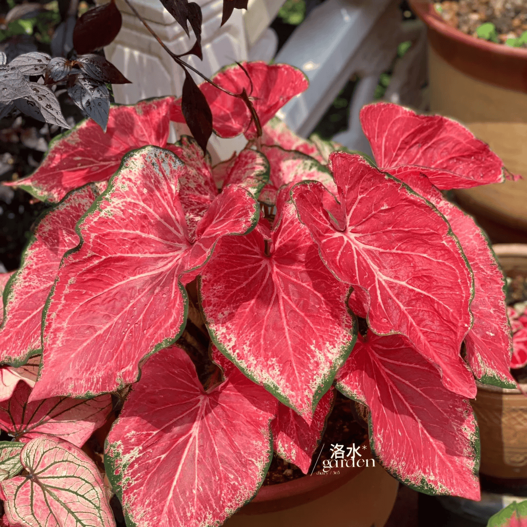 Debbie Ann tweet media