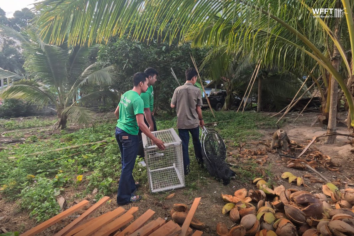WFFThailand's tweet image. An urgent arrival! A few days ago, our rescue team travelled to the tourist island of #KohSamui to rescue two #macaques. 

One of them is Egg, a former coconut picking #monkey who still had his collar on when he arrived at our #sanctuary 💚
Donate today: wfft.org/donate